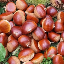 [오늘출발] 광양 백운산 햇 알밤, [특] 1kg, 1개