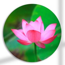 꾸밈데코_원형전면아크릴코팅액자_부귀의상징연꽃(pf387)_라운드액자인테리어액자벽장식월데코벽걸이액자, 이미지2