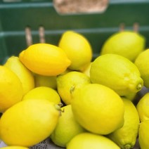 산지직송 제주레몬 국산레몬 제라몬 1kg 3kg 5kg, 제주레몬_제라몬_5kg
