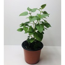 방아화분18cm