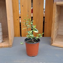 주작산마삭, 1개