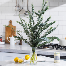 공기정화식물 유칼립투스 블랙잭 생화1단 + 사은품증정