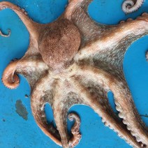 제철 자연산 문어 통영 돌문어, 통영 돌문어 1kg (3마리 내외), 1개