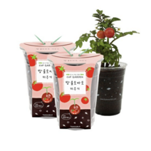 틔움세상 컵가든 방울토마토 키우기, 6개입