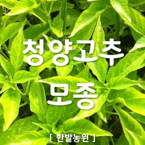 채소 모종 ~ 각종 묘종. 베란다 텃밭 세트 공기정화식물 허브 씨앗 채소모종 ~, H036 청양고추 모종 3개
