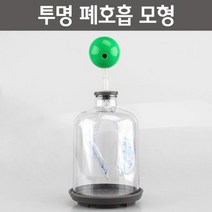 투명 폐호흡 모형R-만들기키트