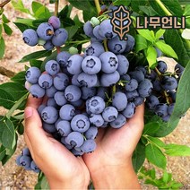 블루베리나무 블루베리 묘목 유실수 나무언니, 듀크 7치화분 결실주