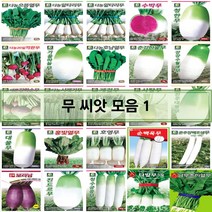 코리아팜 무 씨앗/으뜸열무/알타리무/수박무/청한무/20일적환무/가을하늘무/호남열무/춘강하늘무/강강수월래무/새론강화순무/시래기무/게걸무 500립 /사탕무/진주대평무/대물무/홍빛열무, 28.아시아종묘-동하무 1000립