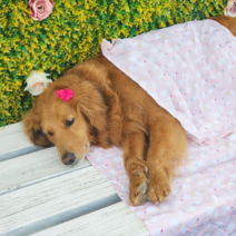 시원한 강아지 인견이불 애견 여름 블랭킷 9종 M L 소중대형견용 토끼퐁퐁 M 외, 효도할개(꽃송이)