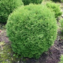 에메랄드그린 신품종 타이니팀 측백나무 네델란드수입 울타리 17cm화분, 1개