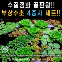 [비바소녀] 인기부상수초4종모음(20뿌리) / 아마존프로그비트 목련물배추 살바니아쿠쿨라타 핀란투스 플루이탄스 수질정화 구피은신처 초보수초 레이아웃 부상수초