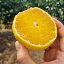 [초록이네] 제주황금향 제주도황금향, 가정용 중과 1kg (3-5과) 실중량