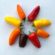 햇살조은 국내산 미니파프리카, 2.미니파프리카2kg