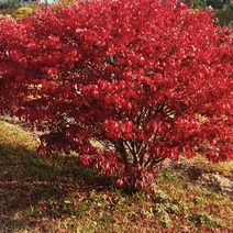 콤팩트 화살나무 120l포트 묘목 정원수 조경수 울타리목