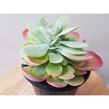 정화다육 다육식물 미니당인, 1개