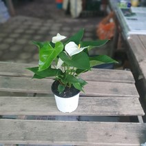 공룡꽃식물원 안스리움 화이트 중품 20~40cm 149 공기정화식물 개업화분