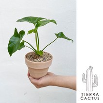 우리집 미세먼지 지킴이 키우기 쉬운 공기정화 식물 호프셀렘 - 화분 2type, 베이지 토분(받침불포함)