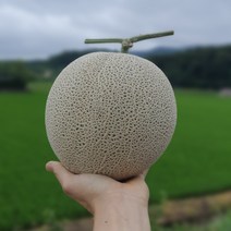 [특] 4kg 3kg(2통) 맛있는 멜론을 저렴하게, 메론 4kg 내외 2수