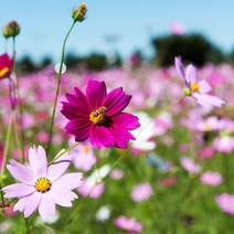 야생화 코스모스 꽃 씨앗 1kg, 1개