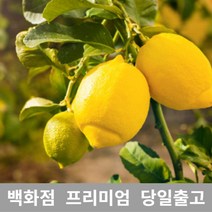 과일 (특급) 오늘출고 레몬5KG 레몬 레몬즙 레몬청만들기 레몬나무 [WBB6168], 쿠팡 5KG, 쿠팡 본상품선택