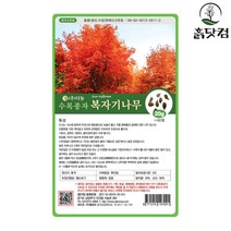 복자기단풍나무 씨앗 20g 수목 조경수 가로수 공원수 + 네임택, 단품
