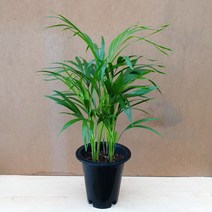 [용이네 화원] 1등 공기정화식물 아레카 야자 129 농원