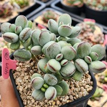 다육식물(호피복랑금) 429, 1개