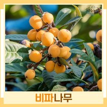 비파나무 묘목 실생5년생 키50~70cm 포트묘 1개