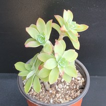 꽃다리 박화장 39 다육식물 다육이 아이만배송