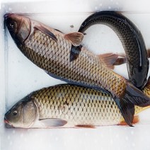 살아있는 잉어(활잉어) 손질가능 3kg