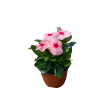 그린플랜트 공기정화식물 일일초 (색상랜덤) 1+1