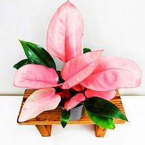 꽃나무팜 필로덴드론 핑크콩고 중품 핑크빛 버킨콩고 생강 공기정화 반려식물 희귀 고급식물 한개금액입니다