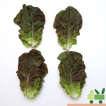 사라상회 적상추 1Kg, 1개