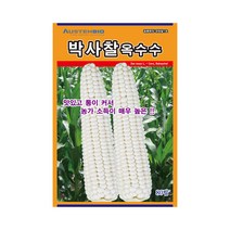 옥수수씨앗 박사찰1호옥수수 80립 여름출하 다수확, 단품