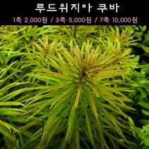 [수초아쿠아] 루드위지아 쿠바 초보수초 인기수초 구피 새우 은신처 어항수초 수초맛집 득템수초, 3촉