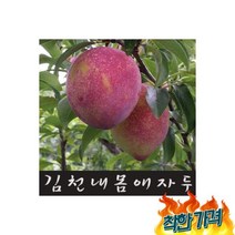 김천 자두5kg 피자두 자두후무사- (왕특 1~16) 첫수확 산지직송, 김천 자두5kg 피자두 /대왕자두/후무사- (왕특 /