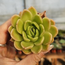 라즈아가 다육식물 소품 용인수다육 선별랜덤, 1개