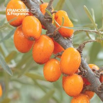 프랑스와즈 시벅턴오일(비타민오일) 10ml, 1개