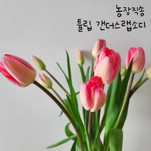 [필랑말랑] 튤립 핑크 생화 1단 꽃농장직배송 태안꽃농장 화훼농가돕기 농장직송꽃, 튤립: 핑크