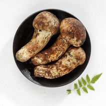 송이버섯 자연산 송이 2023년 생송이버섯 추석부모님 자연 선물, 특등급 500g