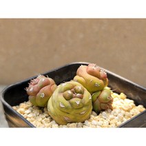 리치아이금-랜덤 5천원상품 아프리카농장 희귀다육, 1개