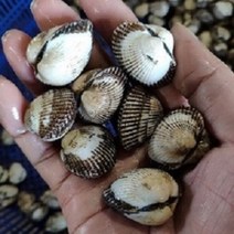[굴철철] 제철 해산물 골라담기, 1개, 새꼬막1kg