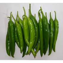 영프레시 오이고추 상품 가락시장 당일경매 (가격변동)- 500g / 1kg, 오이고추 1kg