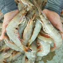 맛수러움 안면도 자연산 대하 왕새우 1kg, 1개, 생물 자연산 대하 1kg(24미 내외)
