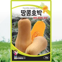 세계종묘 땅콩호박 씨앗 땅콩호박 씨 종자 10립, 1개