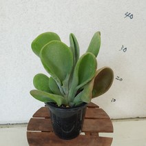 성심꽃화원 (성심꽃화원) 호빛당인 (다육이)
