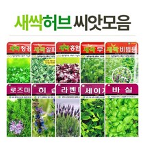 화분월드 새싹 씨앗, free, 새싹-경수채