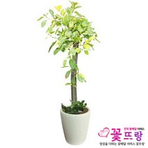 꽃뜨랑 전국배송 대형화분 행운목 해피트리 스투키 금전수 개업화분 당일배송꽃배달, A12 뱅갈고무나무, 1개
