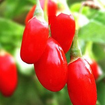 슈퍼왕구기자 나무 묘목 - 삽목3년 뿌리묘 3개