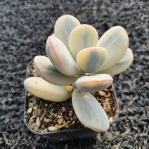 봄의정원 방울복랑 금